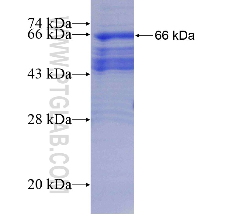 RELB fusion protein Ag13824 SDS-PAGE