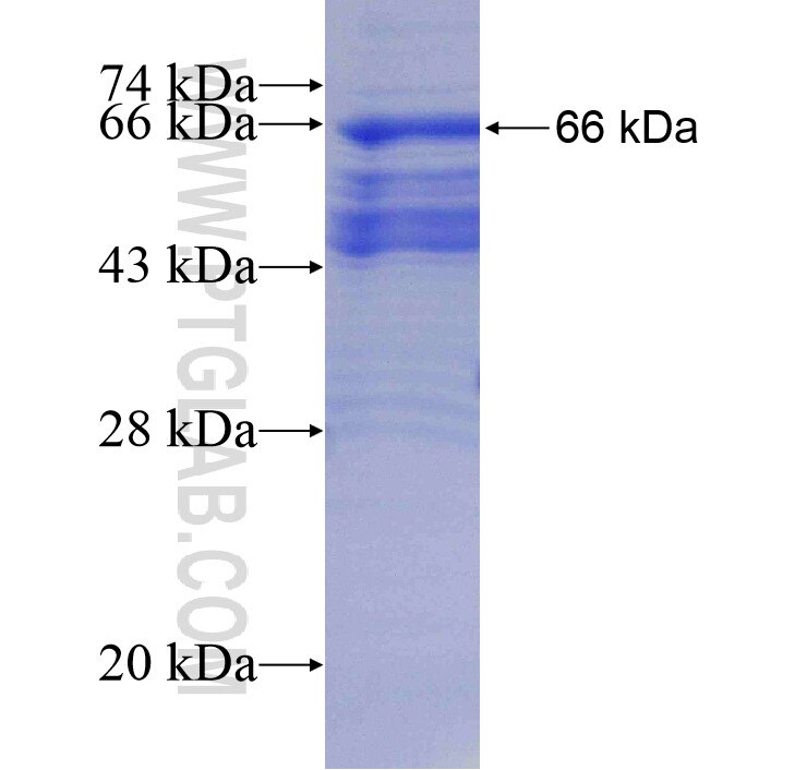 RELB fusion protein Ag13824 SDS-PAGE