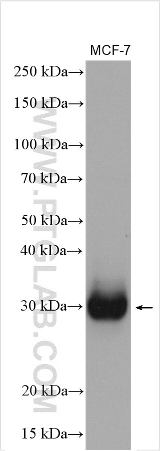 Western Blot (WB) analysis of MCF-7 cells using RELL1 Polyclonal antibody (29823-1-AP)