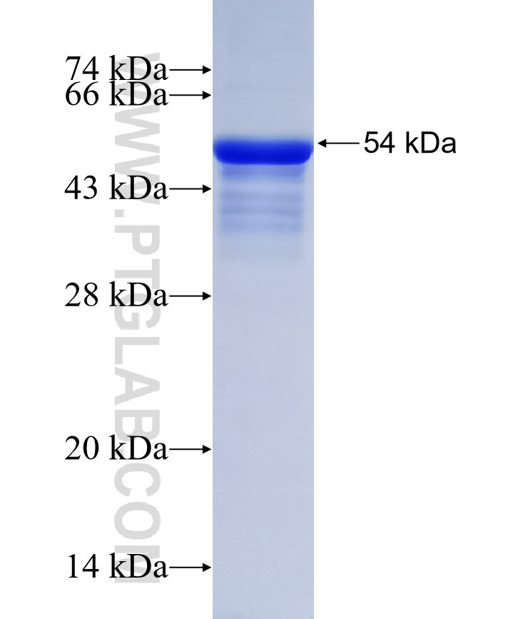 RELL1 fusion protein Ag31475 SDS-PAGE