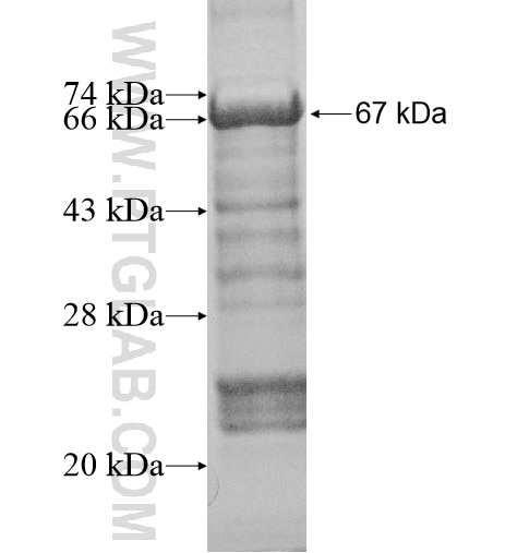 RELL2 fusion protein Ag11765 SDS-PAGE