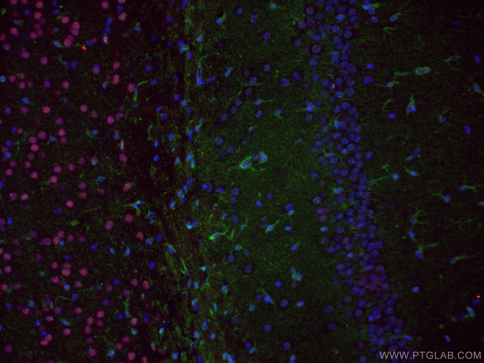 Immunofluorescence (IF) / fluorescent staining of mouse brain tissue using RELN Polyclonal antibody (20689-1-AP)