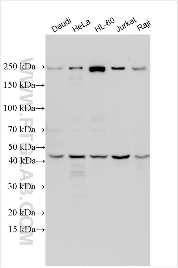 Western Blot (WB) analysis of various lysates using RELT Polyclonal antibody (14532-1-AP)