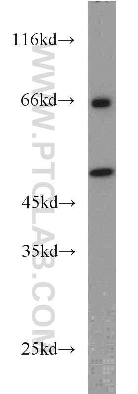 Western Blot (WB) analysis of PC-3 cells using RELT Polyclonal antibody (14532-1-AP)