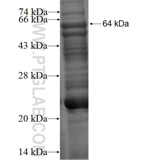 RELT fusion protein Ag2021 SDS-PAGE