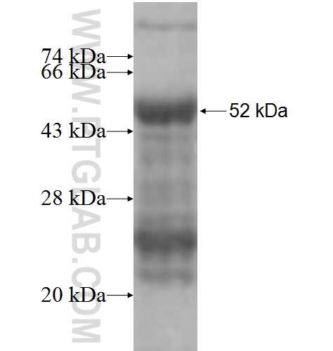 RELT fusion protein Ag6032 SDS-PAGE