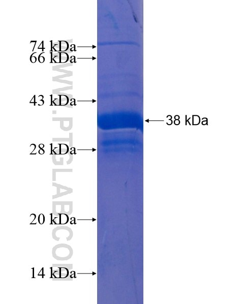 REM2 fusion protein Ag21991 SDS-PAGE