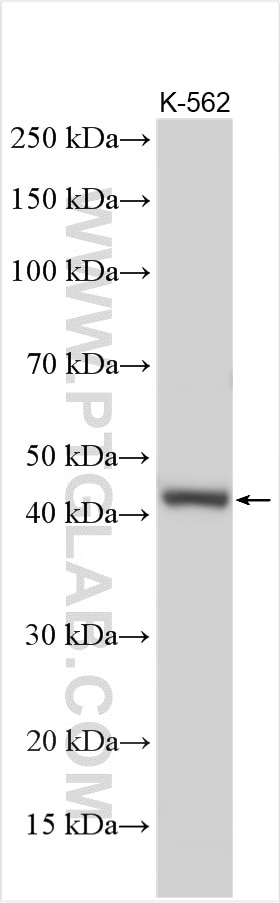 WB analysis using 14291-1-AP