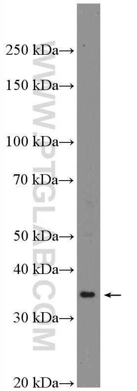 Western Blot (WB) analysis of rat kidney tissue using Renin Polyclonal antibody (14291-1-AP)
