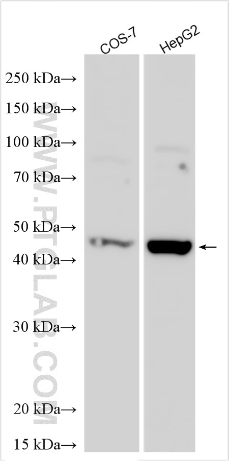 Western Blot (WB) analysis of various lysates using REN Polyclonal antibody (29330-1-AP)