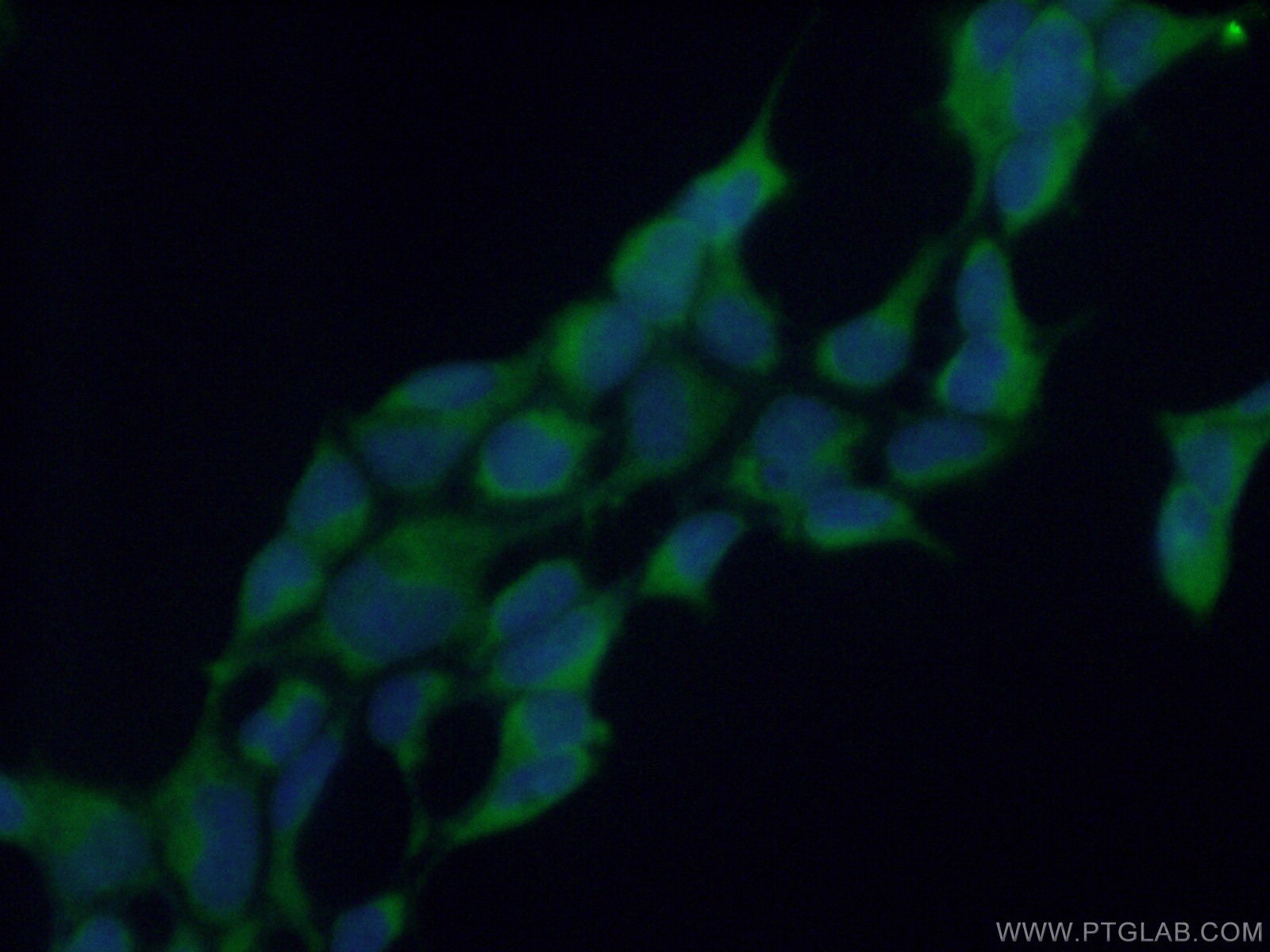 Immunofluorescence (IF) / fluorescent staining of HEK-293 cells using RENALASE Polyclonal antibody (15003-1-AP)