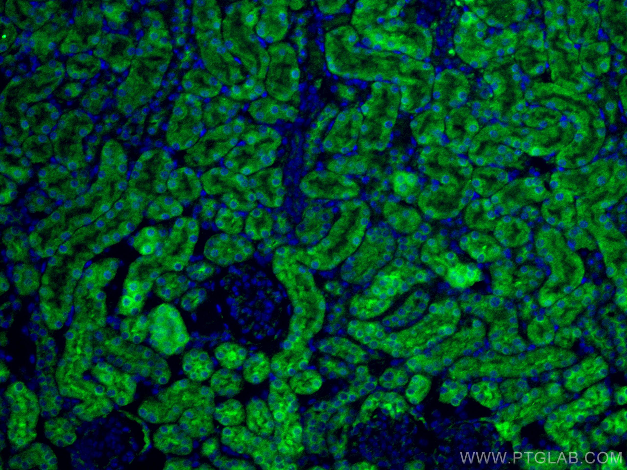 Immunofluorescence (IF) / fluorescent staining of mouse kidney tissue using RENALASE Polyclonal antibody (15003-1-AP)