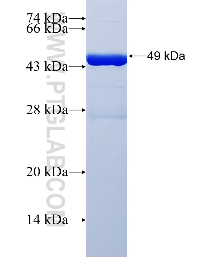 RENALASE fusion protein Ag32650 SDS-PAGE