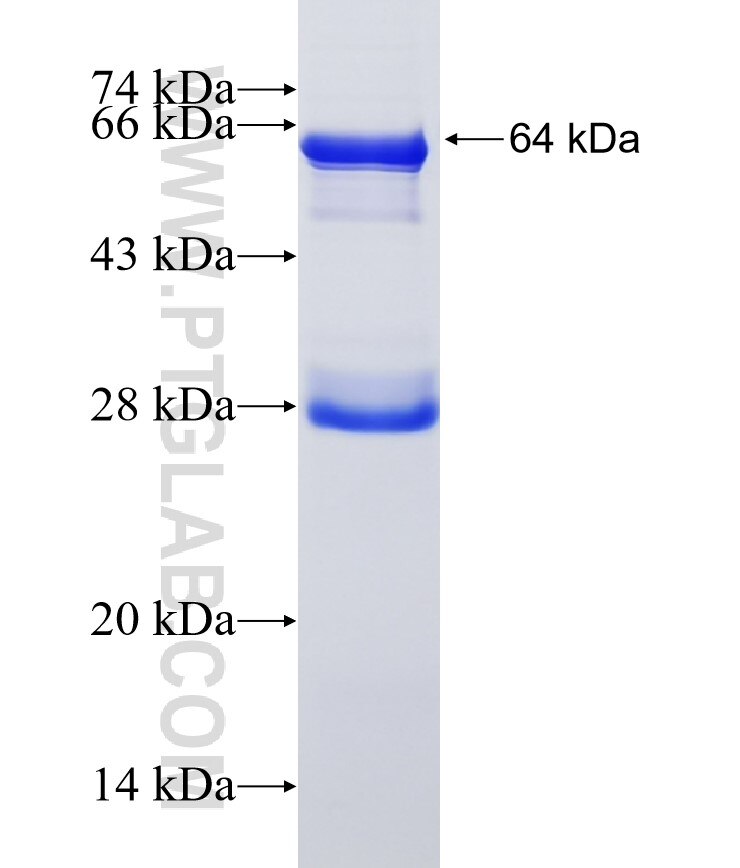 RENALASE fusion protein Ag0508 SDS-PAGE