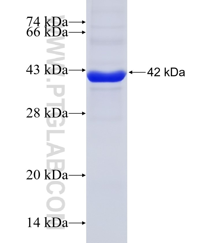 RENALASE fusion protein Ag13061 SDS-PAGE