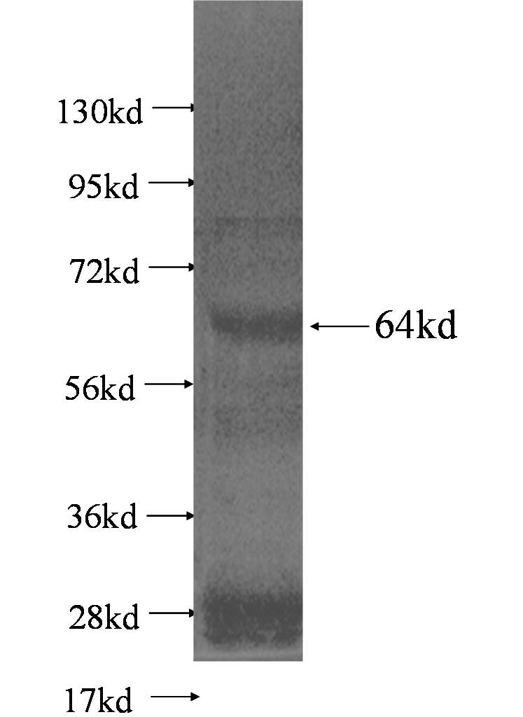 RENALASE fusion protein Ag1394 SDS-PAGE