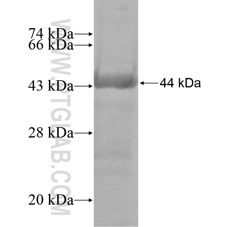 RENALASE fusion protein Ag7328 SDS-PAGE