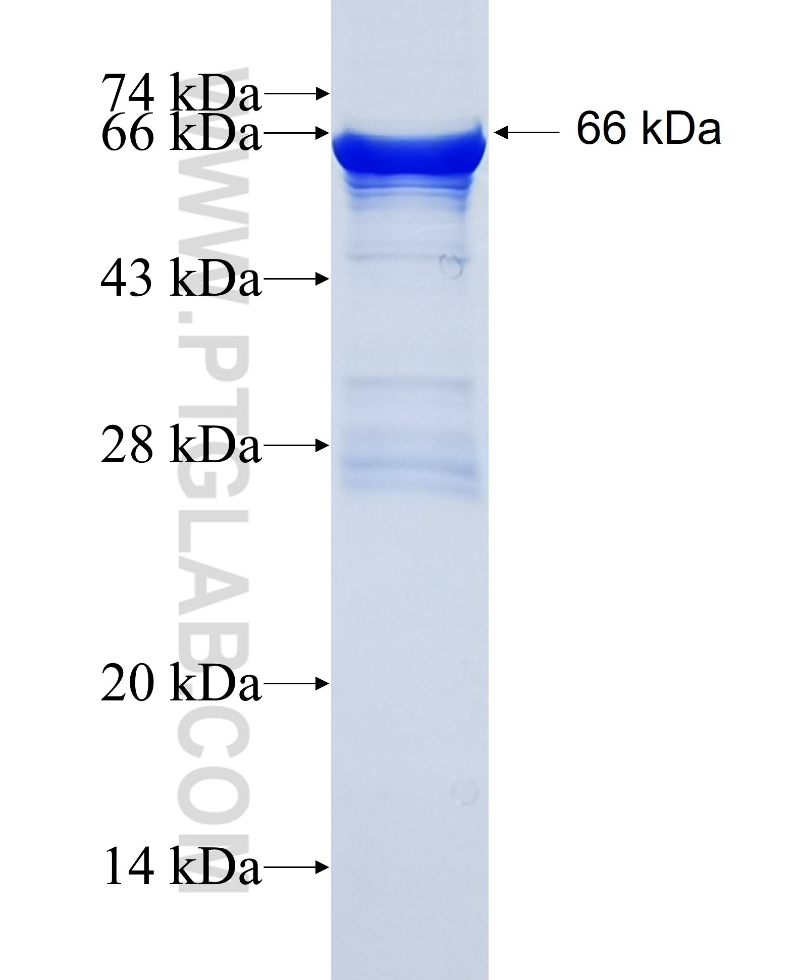 RENBP fusion protein Ag35056 SDS-PAGE