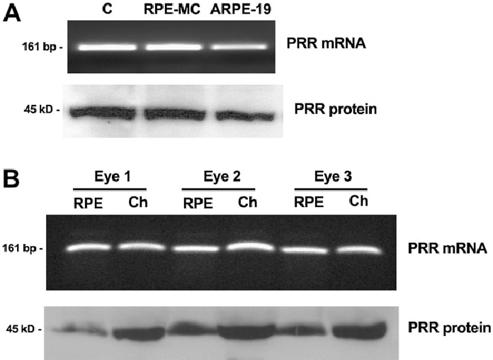 Western Blot (WB) analysis of human retinal pigment epithelium tissue using Renin receptor, ATP6AP2 Polyclonal antibody (10926-1-AP)