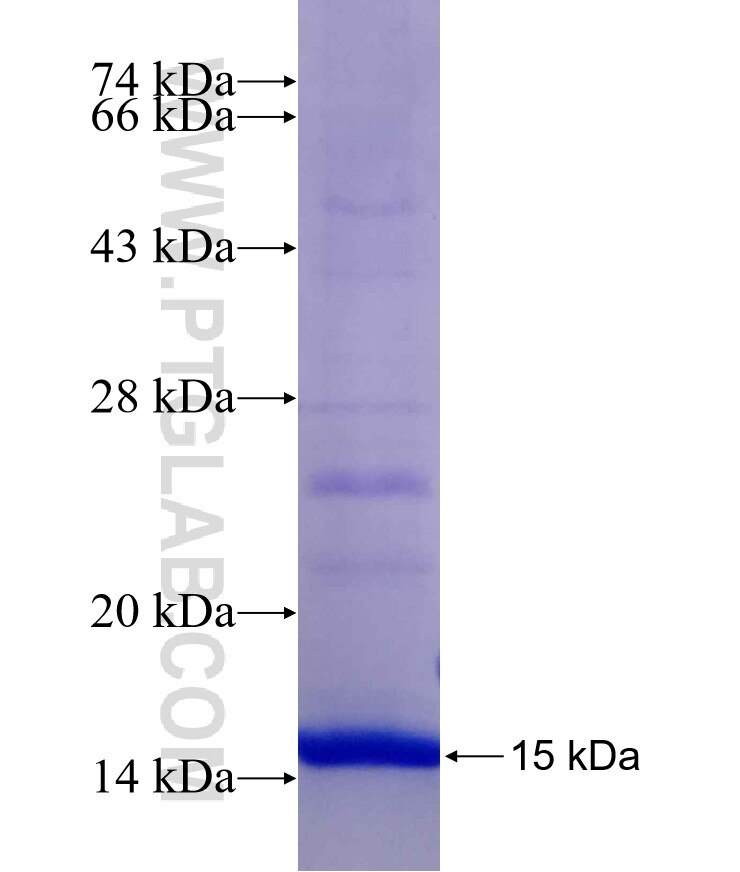 RENIN-RECEPTOR,ATP6AP2 fusion protein Ag17725 SDS-PAGE