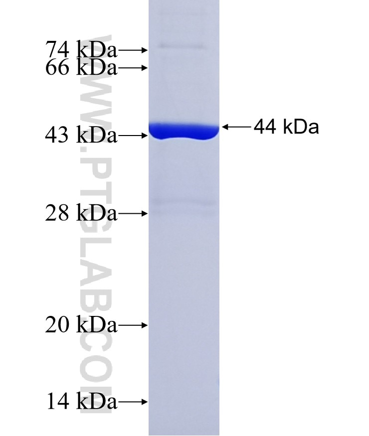 REP15 fusion protein Ag36998 SDS-PAGE