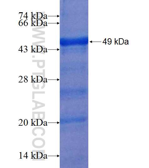 REPS1 fusion protein Ag8856 SDS-PAGE