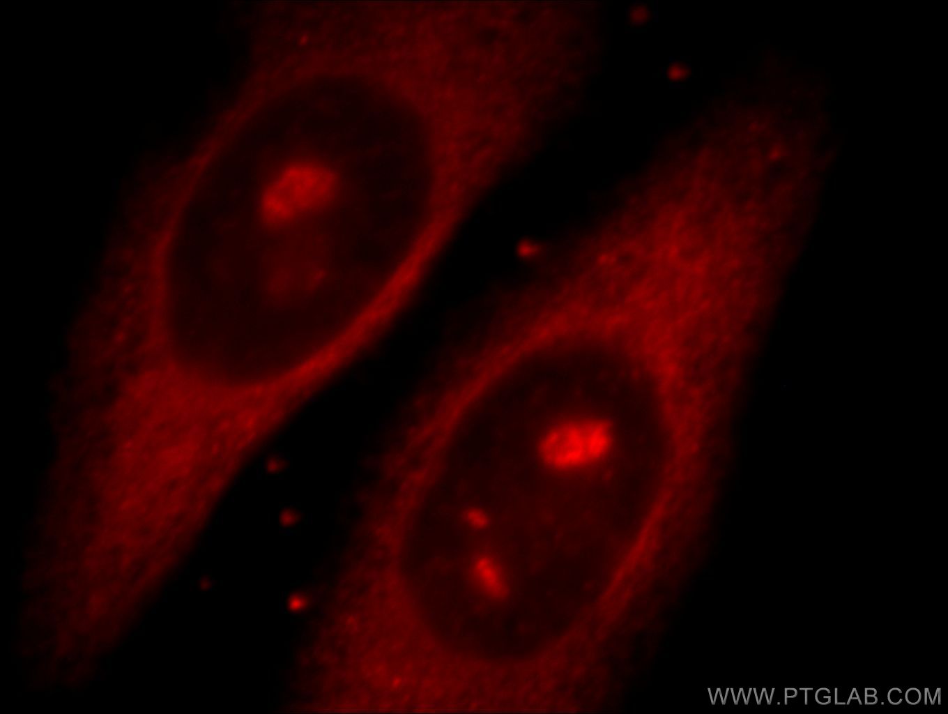 Immunofluorescence (IF) / fluorescent staining of HepG2 cells using REPS2 Polyclonal antibody (20699-1-AP)