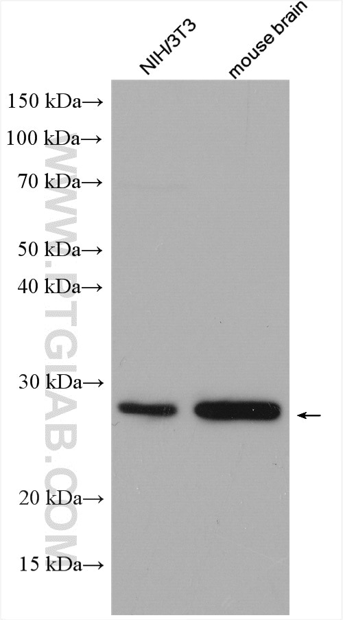 Western Blot (WB) analysis of various lysates using RERG Polyclonal antibody (10687-1-AP)