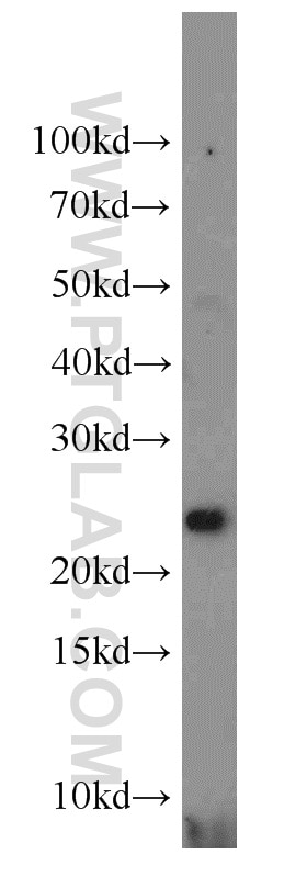 Western Blot (WB) analysis of NIH/3T3 cells using RERG Polyclonal antibody (10687-1-AP)