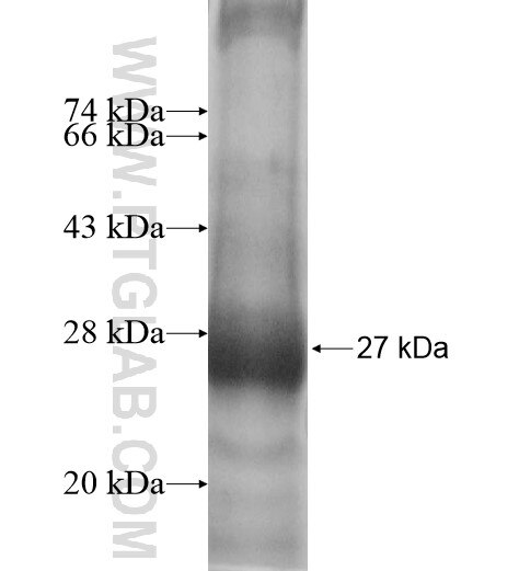 RERGL fusion protein Ag11486 SDS-PAGE