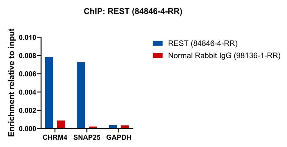 ChIP experiment of HeLa cells using REST Recombinant antibody (84846-4-RR)