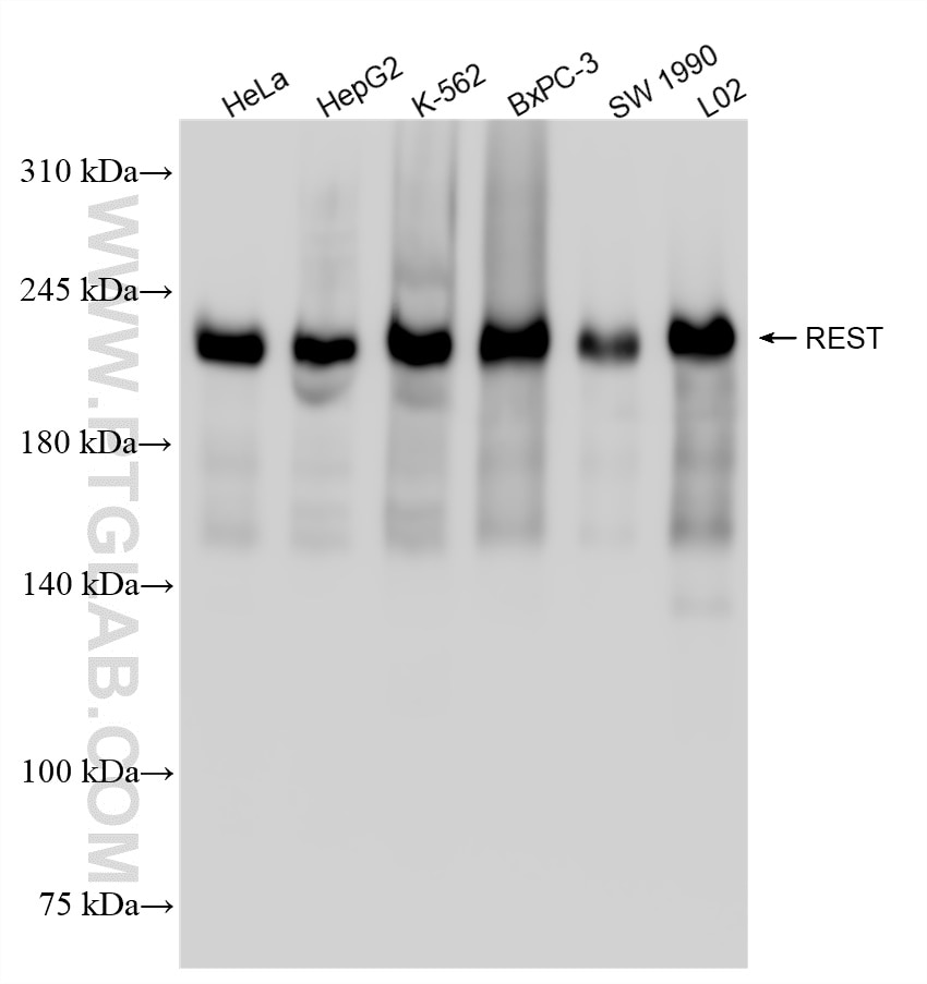 Western Blot (WB) analysis of various lysates using REST Recombinant antibody (84846-4-RR)