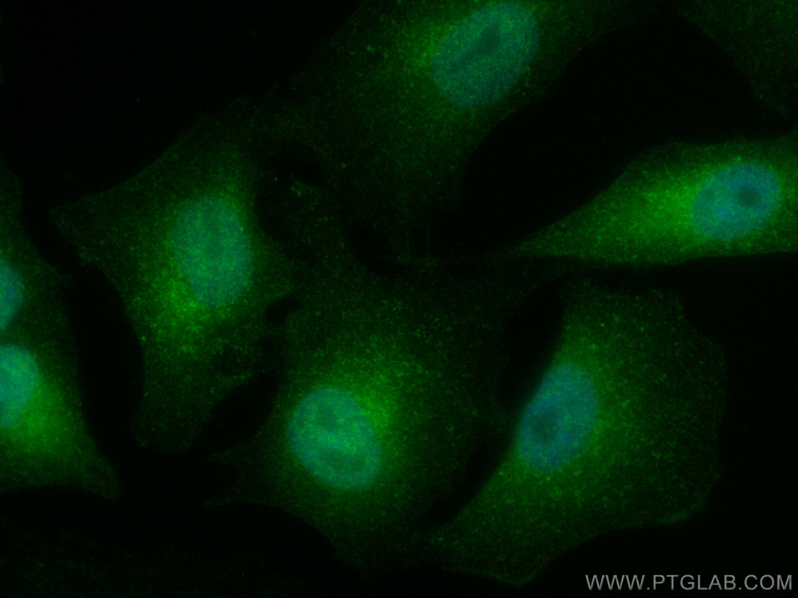 Immunofluorescence (IF) / fluorescent staining of A549 cells using CoraLite® Plus 488-conjugated REST Polyclonal anti (CL488-22242)