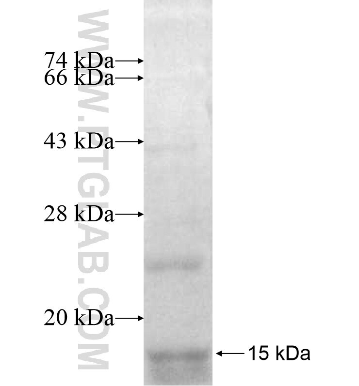 RETNLB fusion protein Ag13034 SDS-PAGE