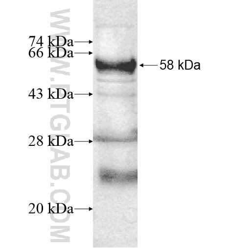 RETSAT fusion protein Ag10420 SDS-PAGE