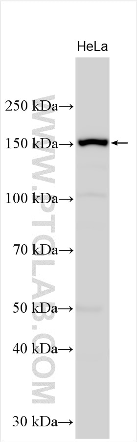 Western Blot (WB) analysis of various lysates using REV1 Polyclonal antibody (17703-1-AP)