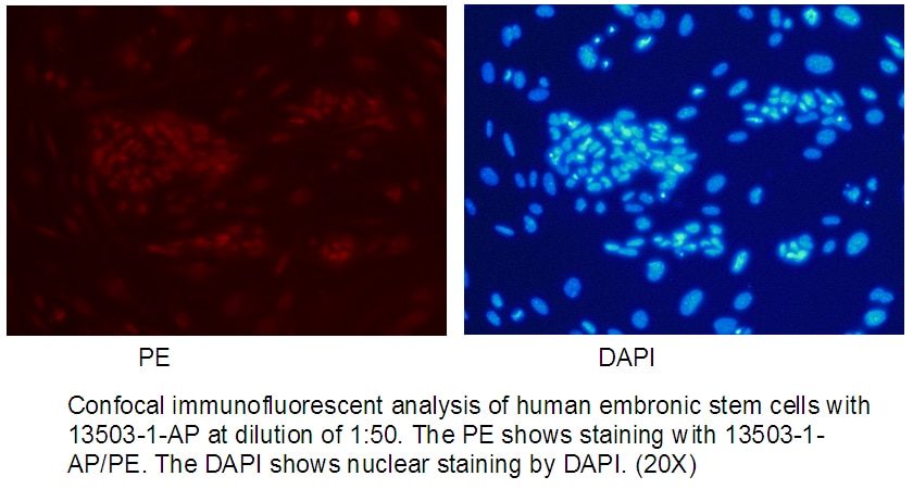 Immunofluorescence (IF) / fluorescent staining of human embronic stem cells using REX1 Polyclonal antibody (13503-1-AP)