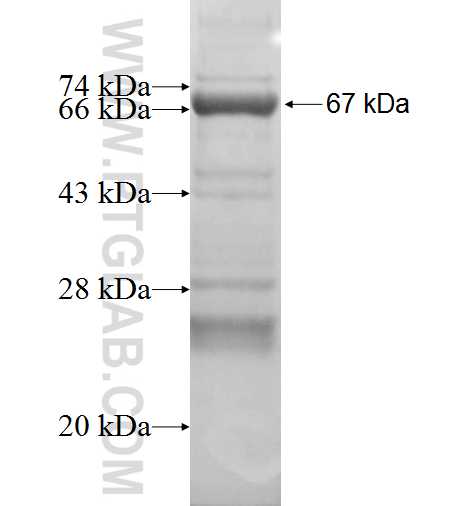 REXO1 fusion protein Ag4334 SDS-PAGE