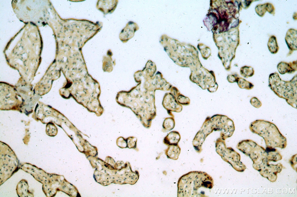 Immunohistochemistry (IHC) staining of human placenta tissue using REXO2 Polyclonal antibody (15598-1-AP)