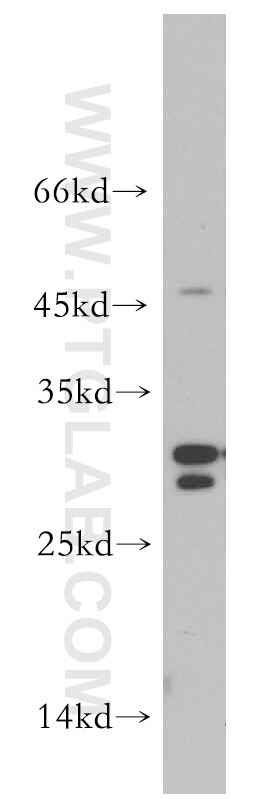 Western Blot (WB) analysis of L02 cells using REXO2 Polyclonal antibody (15598-1-AP)