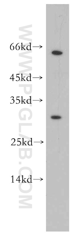 Western Blot (WB) analysis of mouse liver tissue using REXO2 Polyclonal antibody (15598-1-AP)