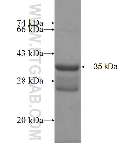 REX2 fusion protein Ag7976 SDS-PAGE