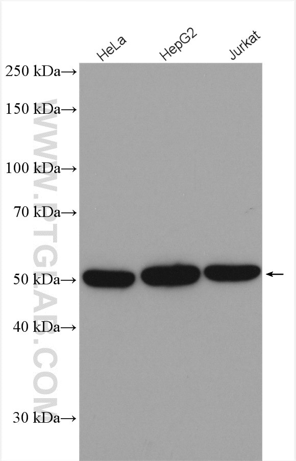 Western Blot (WB) analysis of various lysates using REXO4 Polyclonal antibody (18890-1-AP)
