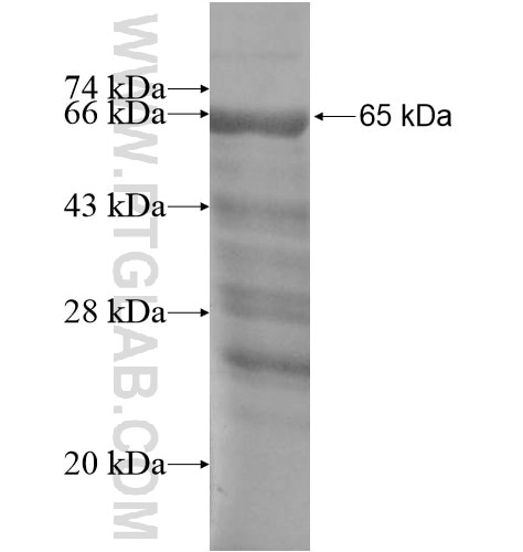 REXO4,REX4 fusion protein Ag13473 SDS-PAGE