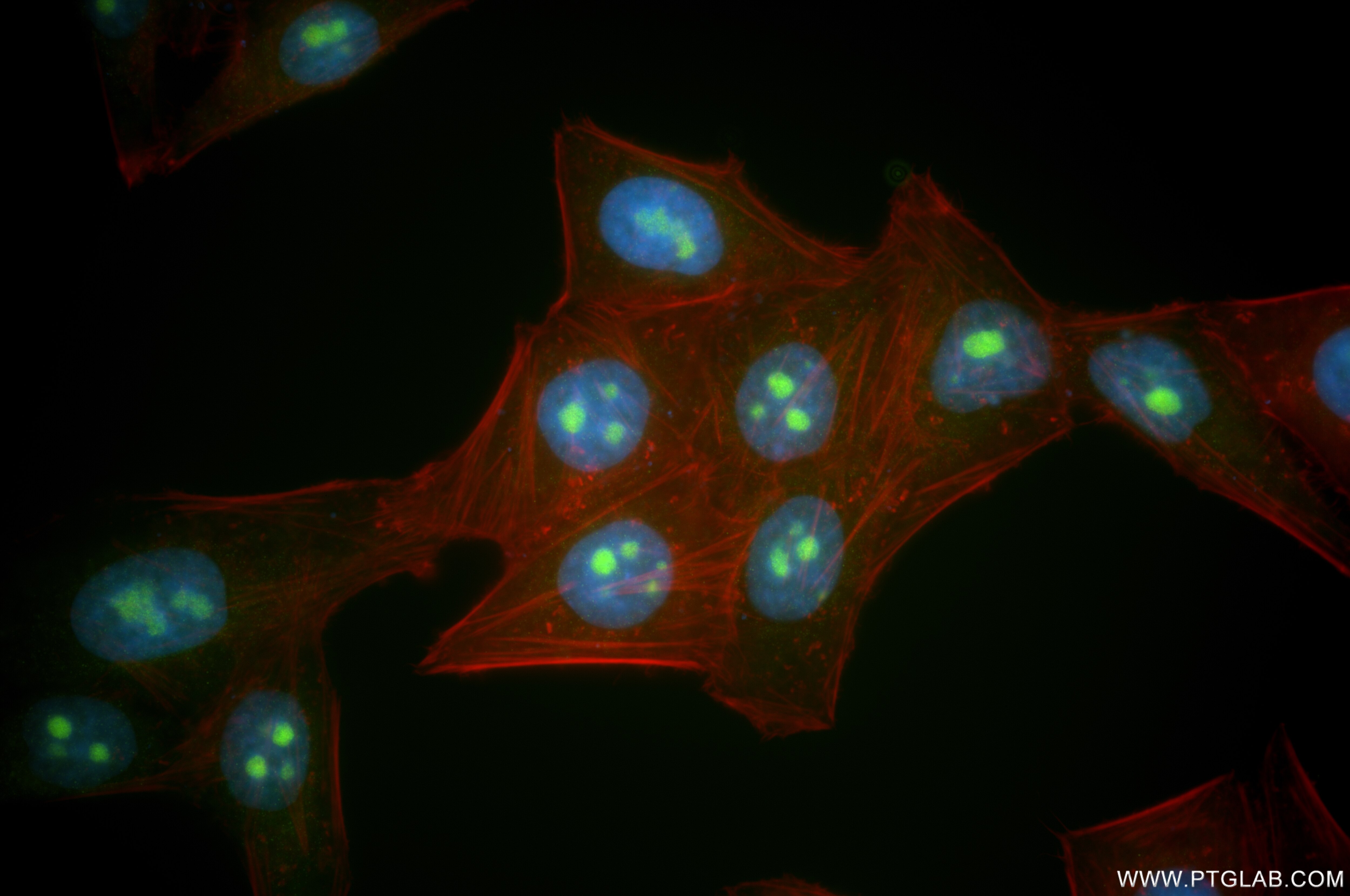 Immunofluorescence (IF) / fluorescent staining of HepG2 cells using REXO4 Recombinant antibody (86528-1-RR)