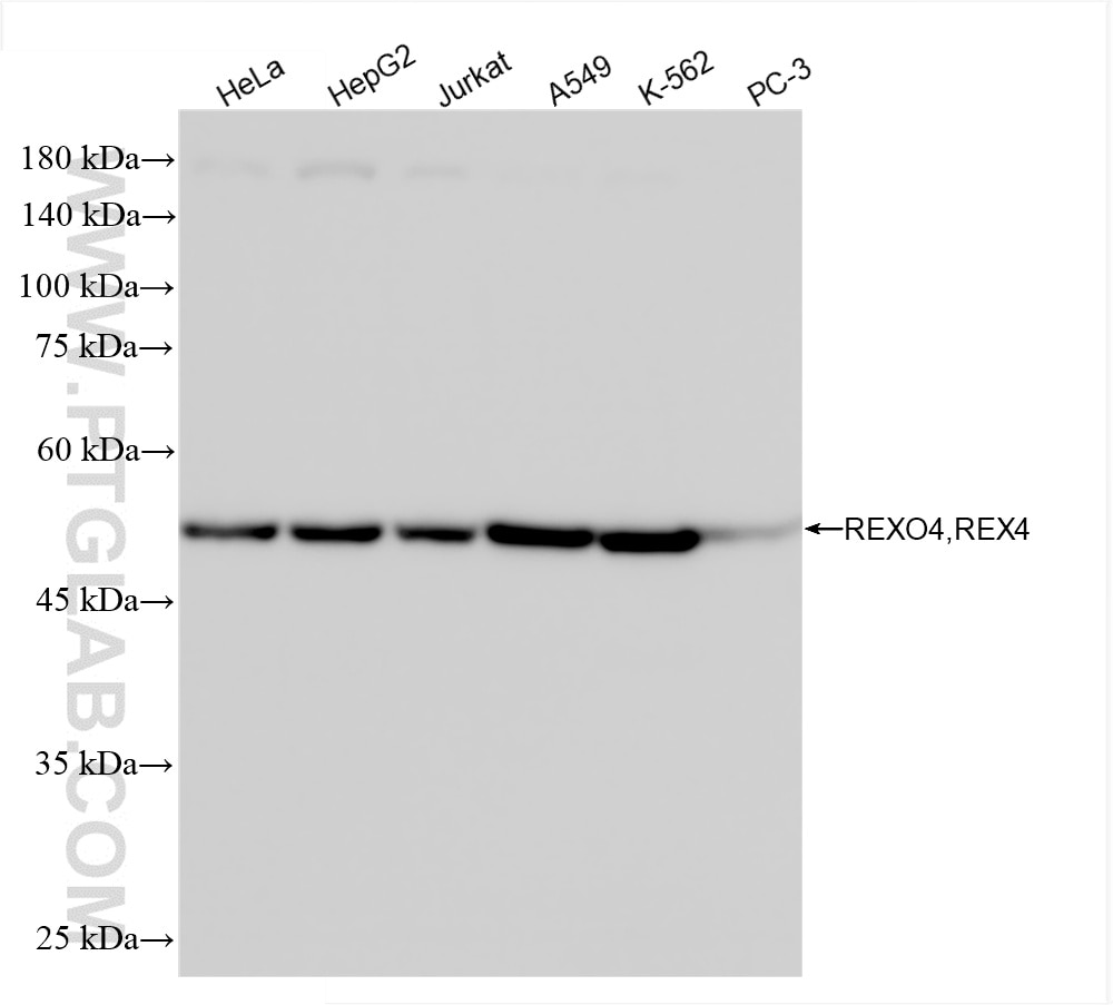 Western Blot (WB) analysis of various lysates using REXO4 Recombinant antibody (86528-1-RR)