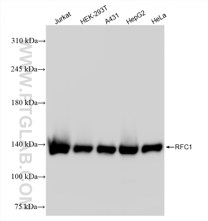 Western Blot (WB) analysis of various lysates using RFC1 Recombinant antibody (85148-4-RR)