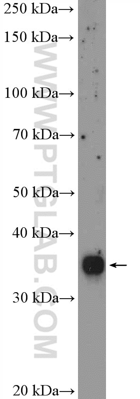 Western Blot (WB) analysis of HeLa cells using RFC2 Polyclonal antibody (10410-1-AP)