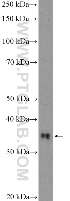 Western Blot (WB) analysis of MCF-7 cells using RFC2 Polyclonal antibody (10410-1-AP)