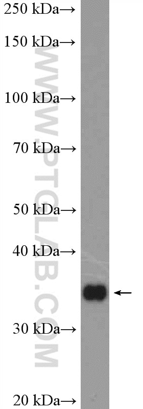 Western Blot (WB) analysis of Raji cells using RFC2 Polyclonal antibody (10410-1-AP)